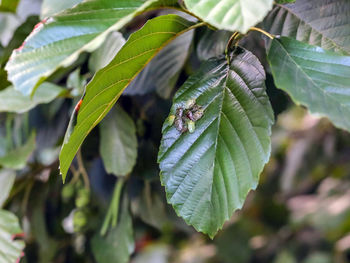 Close-up of leaves