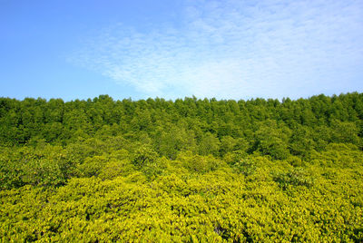 Scenic view of trees growing on field against sky