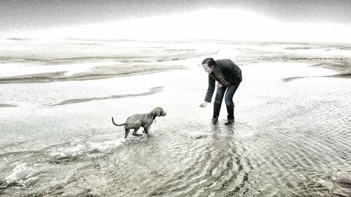 Dog running on beach