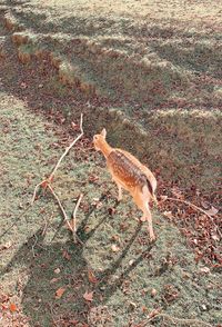 High angle view of bird on field