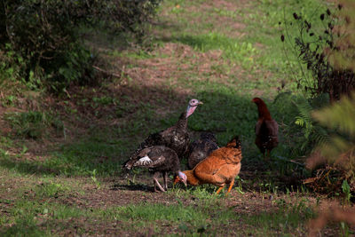 Ducks on field