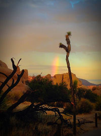Silhouette tree against sky during sunset