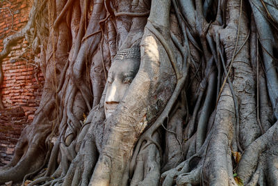 Full frame shot of tree trunk