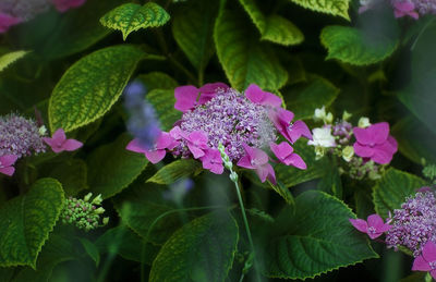 Close-up of pink flowers