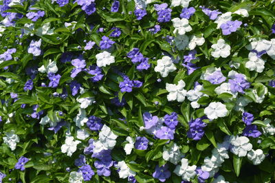 Close-up of purple flowers in park