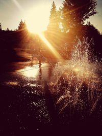 Sun shining through trees