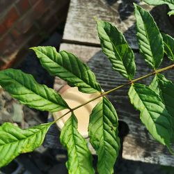 Close-up of green leaves on plant