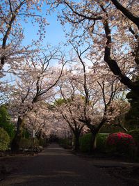 Empty road amidst trees