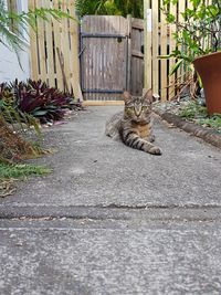 Cat by wall