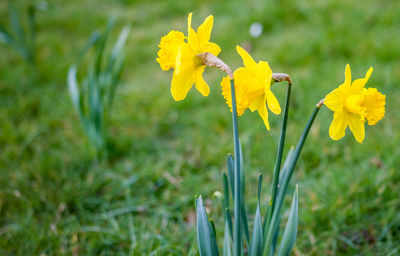 Close-up of yellow flowering plant on field