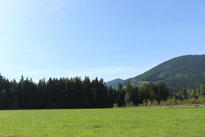 Trees on field against sky