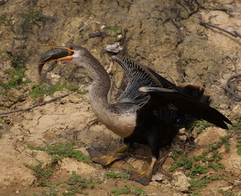 View of birds on land