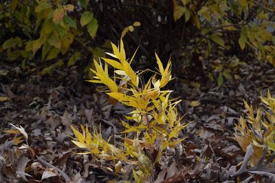 Close-up of yellow flowers blooming on field