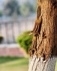 Close-up of lizard on tree trunk