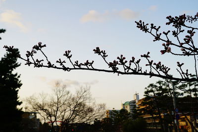 Low angle view of trees against sky