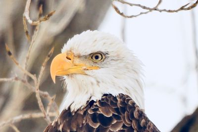 Close-up of eagle against blurred background