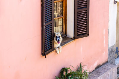 Portrait of a dog looking through window