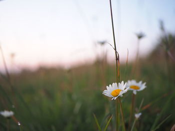 Close-up of white flowering plants on field