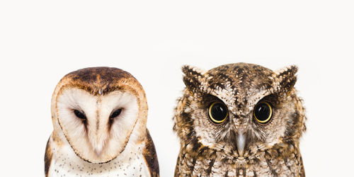 Close-up of owl against white background