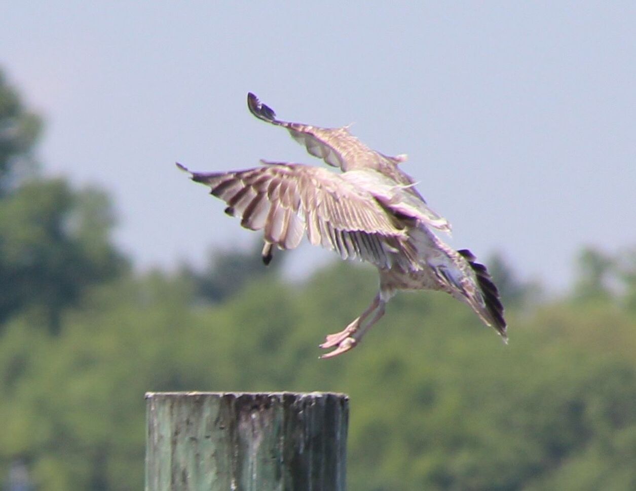 LOW ANGLE VIEW OF EAGLE FLYING AGAINST SKY