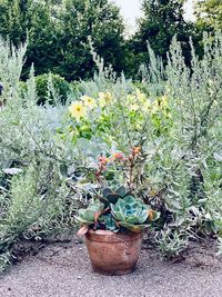 Potted plants in garden