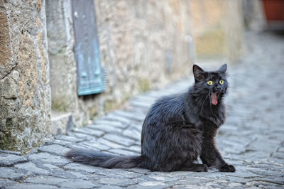 Portrait of cat sitting on wall