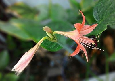 Close-up of flower