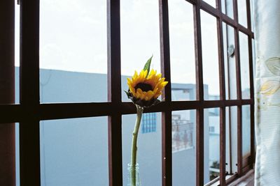 Close-up of yellow flowers in vase on window sill