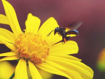 Close-up of bee pollinating on yellow flower