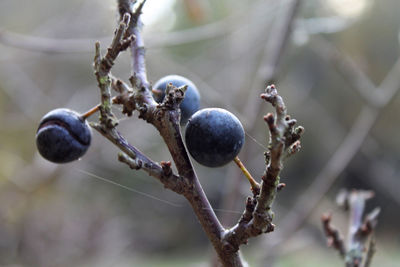 Close-up of berries growing on tree