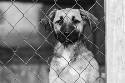 Dog looking through chainlink fence