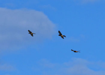 Low angle view of birds flying in sky