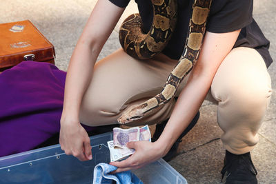 Brown python. snake, closeup side view an unrecognizable man holding brown python snake and polish