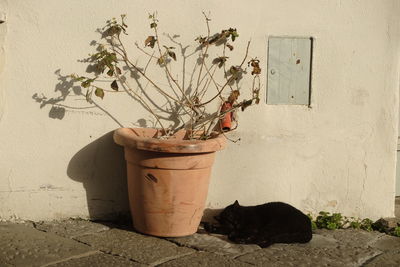 Potted plant