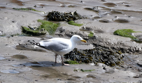 Full length shot of a seagull walking on mud
