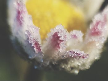 Close-up of wet flower during winter