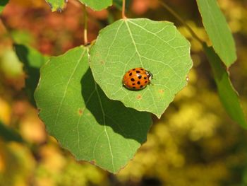 Close-up of ladybug on leaf