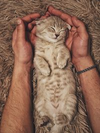 High angle view of cat sleeping on hand