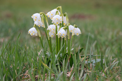 Close-up of flowering plant on field