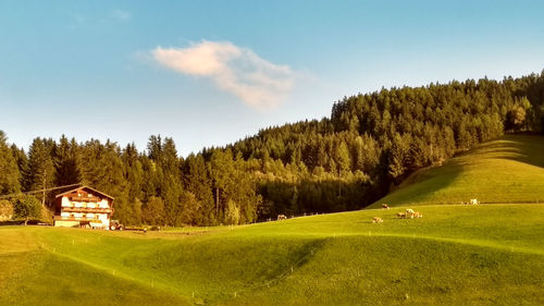 Scenic view of trees on field against sky