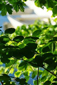 Low angle view of leaves