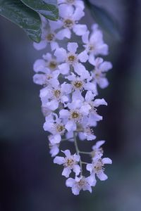 Close-up of cherry blossom