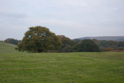 Trees on field against sky