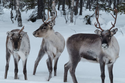 View of reindeer standing on snow covered landscape