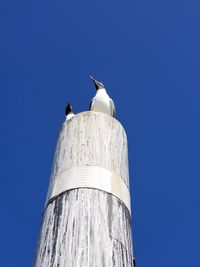 Low angle view of bird perching against clear blue sky