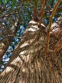 Low angle view of tree trunks in forest