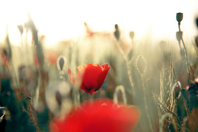 Close-up of red poppy flowers on field