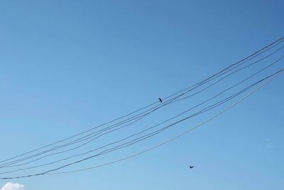 Low angle view of birds perched against clear blue sky