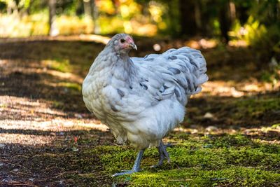 Close-up of a bird on field