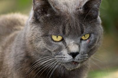 Close-up portrait of a cat